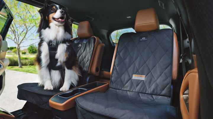 El copiloto que sí mueve la cola cuando dices “vámonos”