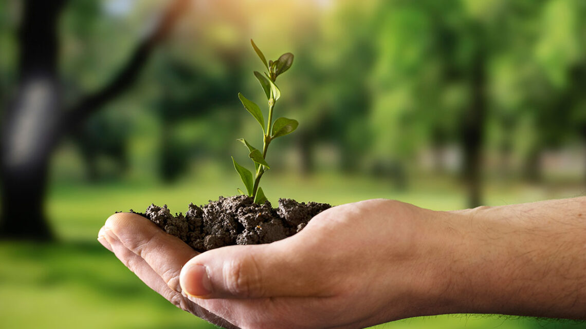 Brambles renueva su ambición regenerativa con el Programa de Sustentabilidad